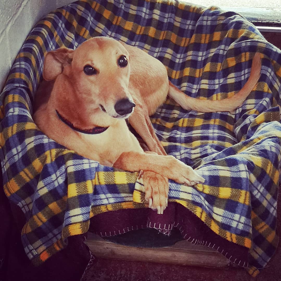 Home Yarmouth Greyhound Homefinders