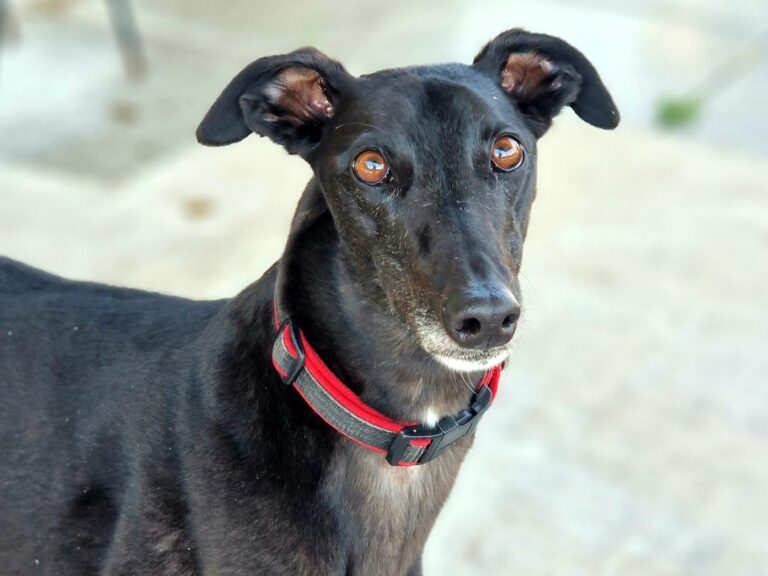 Daisy Yarmouth Greyhound Homefinders