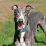 Eddie-now reserved