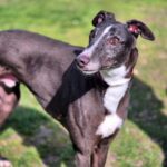 Ben-now reserved