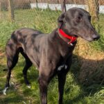 Bullitt – now reserved