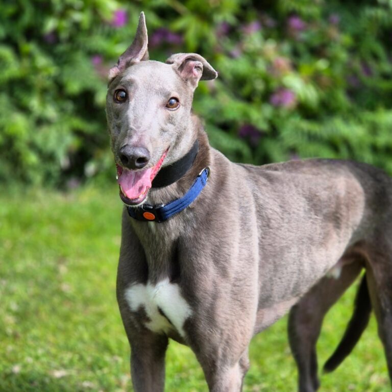 Deano