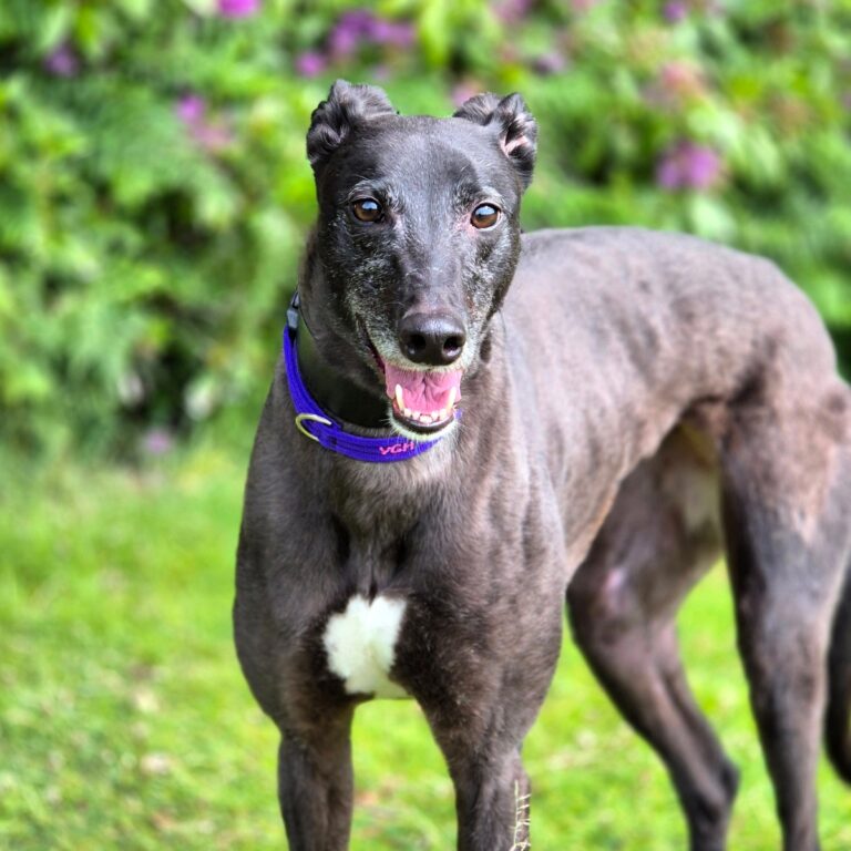Missy-now reserved