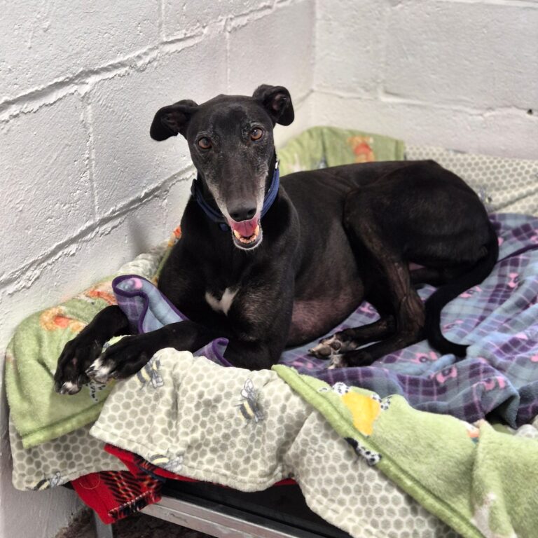 Silver- reserved