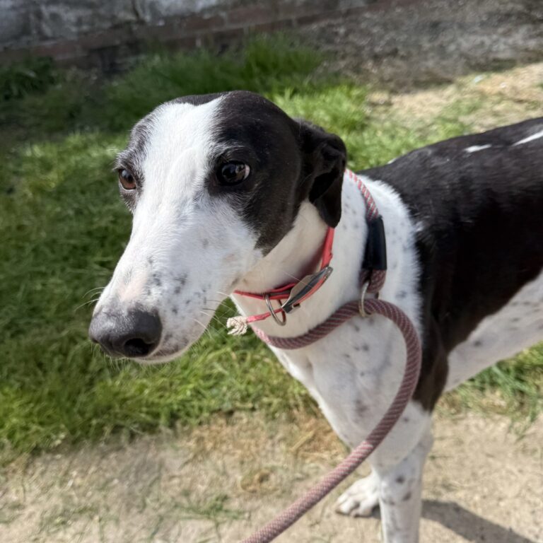 Ali