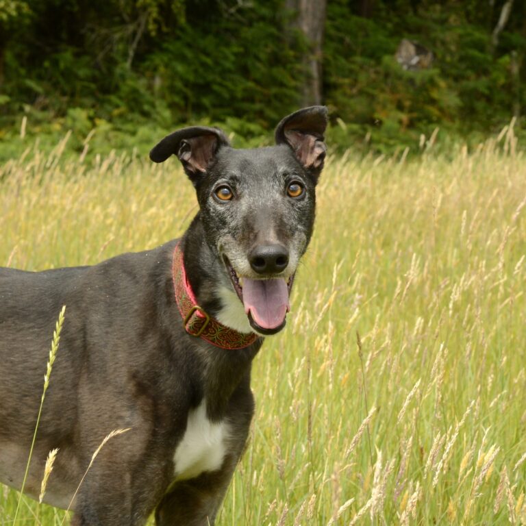 Beau