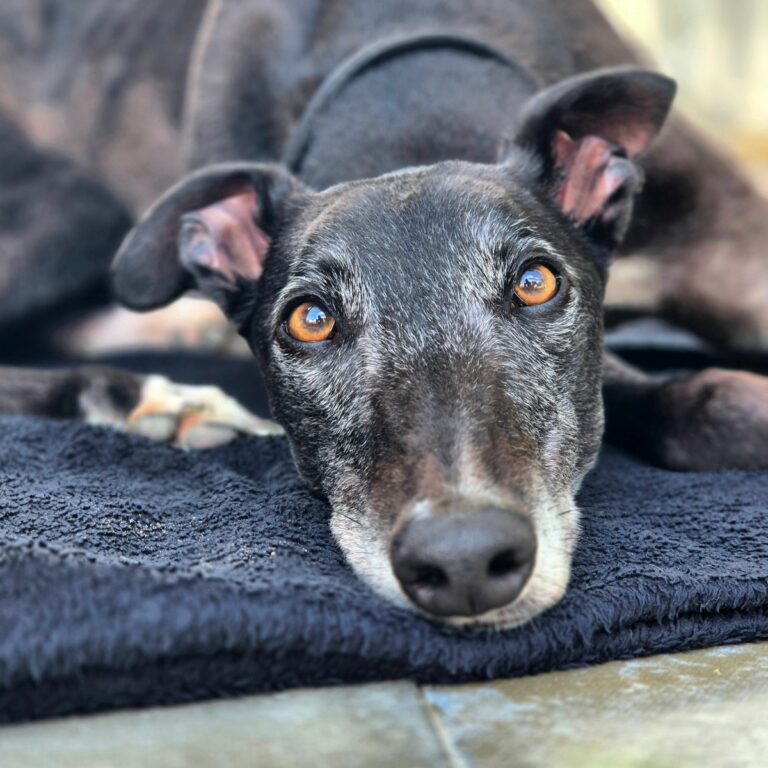 Beau