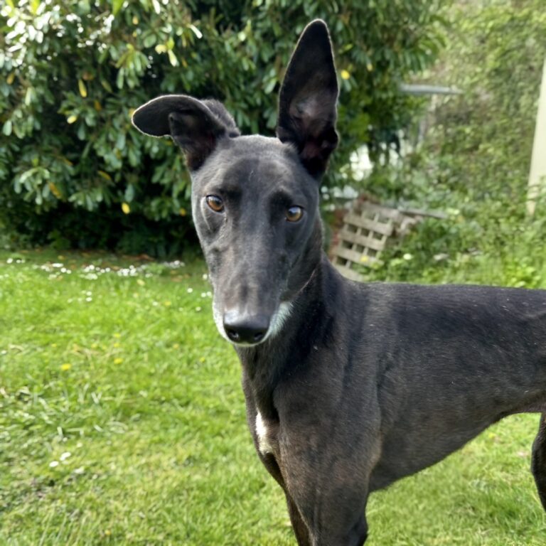 Pedro