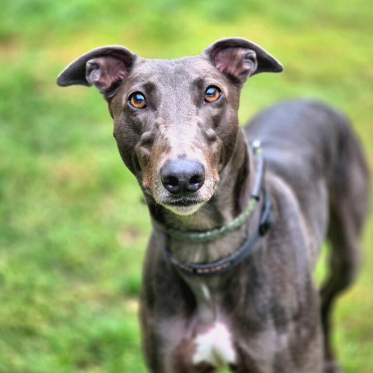 Annie – reserved