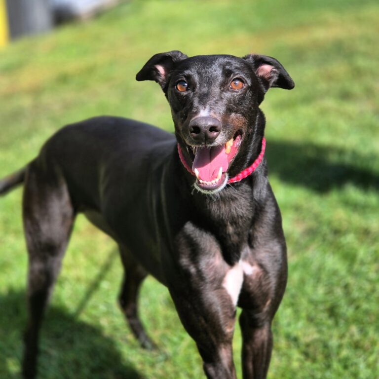 Jack – reserved