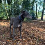 Soldier – reserved