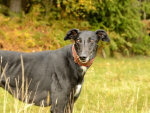 A black greyhound in a meadow looks forward