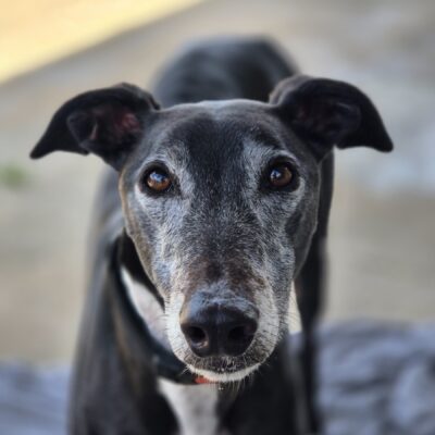 A greying black greyhound looks forward