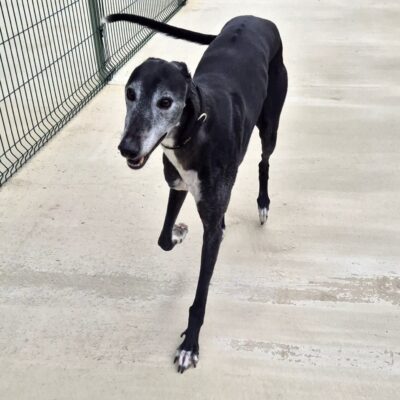 A happy black greyhound runs in outdoor exercise pen