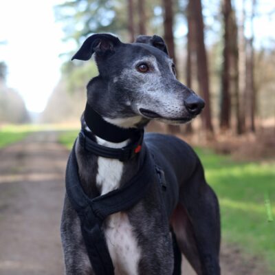 A black greyhound standing in a woodland looks to the right
