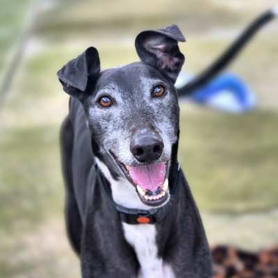 Hippo male black greyhound