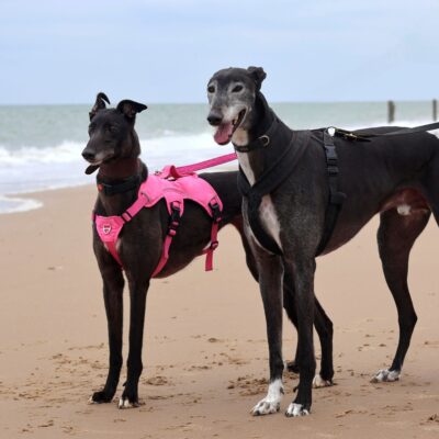two black greyhounds stand side by side at the beach