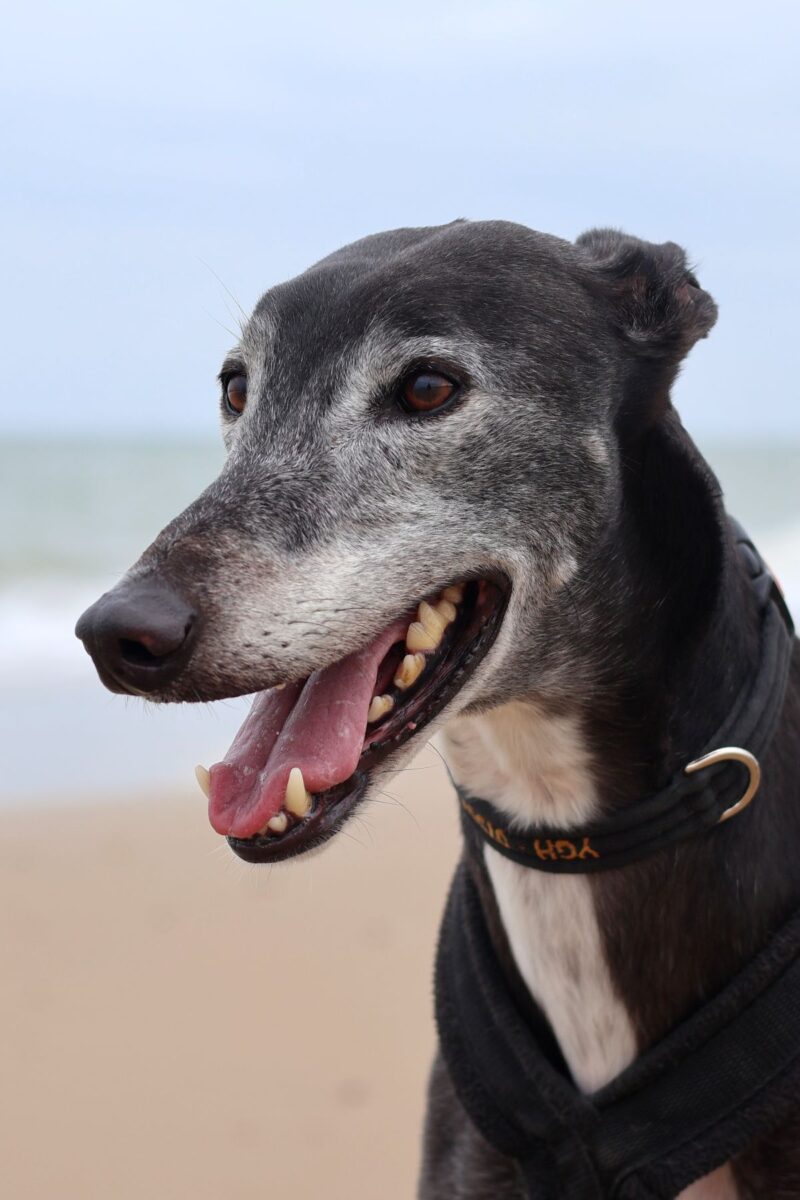 headshot of black greyhound with white face at the beach