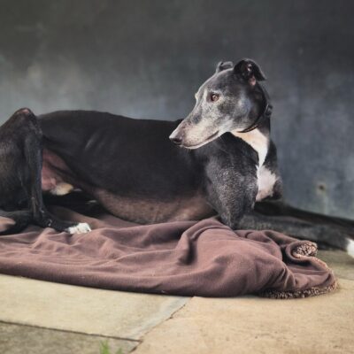 Black greyhound laying side on with head turned to the left