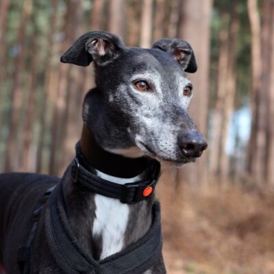 A black greyhound in a woodland setting