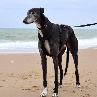 tall black greyhound stands on the beach