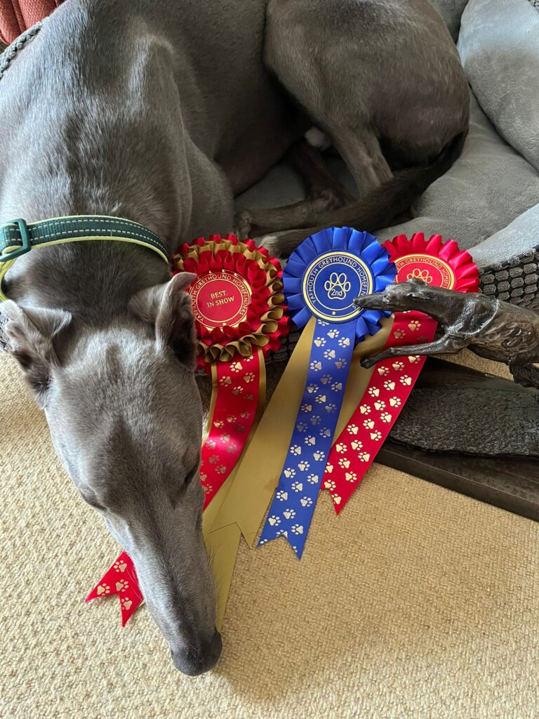greyhound lying down with 3 rosettes