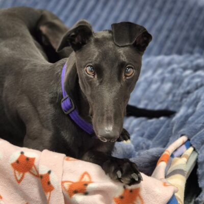 Black greyhound laying in a bed
