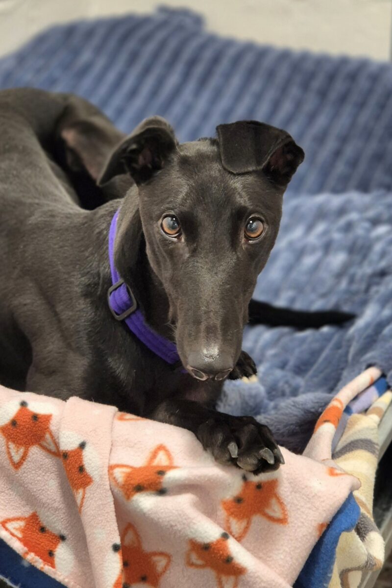 Black greyhound laying in a bed