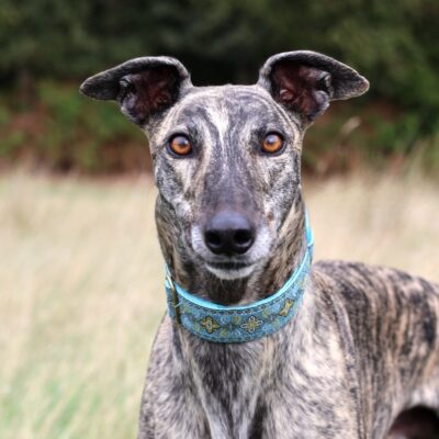 Brindle greyhound looking forward